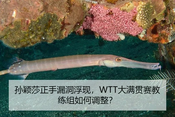 孙颖莎正手漏洞浮现，WTT大满贯赛教练组如何调整？